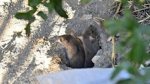 Suciedad, ratas y basura: así se encuentran los alrededores del intercambiador de Conde de Casal