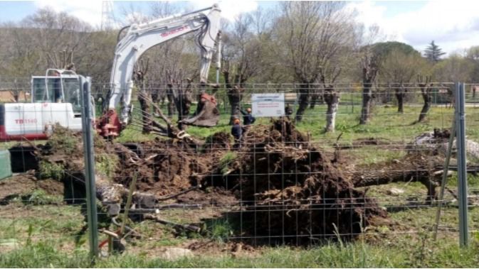 Fresnos arrancados en la Urbanización Vallefresnos, en Guadarrama