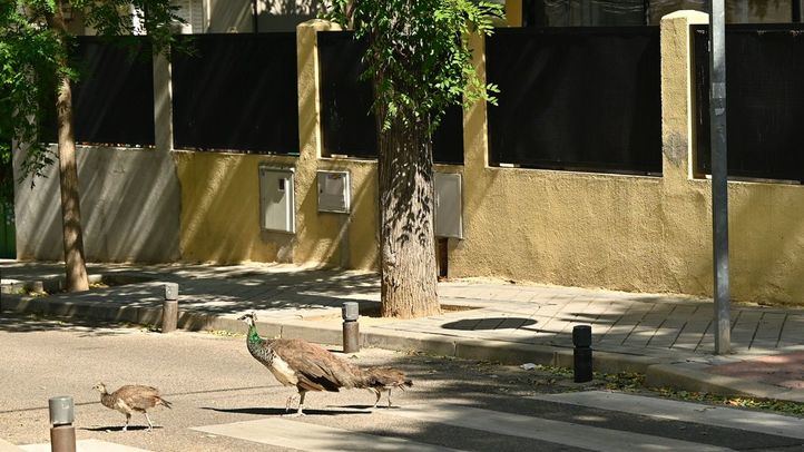 Los pavos reales de la Fuente del Berro, unos vecinos muy particulares