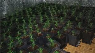 La Policía descubre una plantación de marihuana en un piso okupado en Vallecas