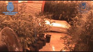 Registros en la Cañada Real para desmantelar plantaciones de marihuana