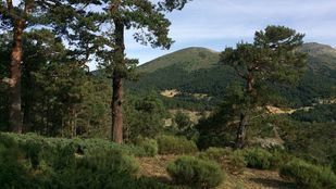 El futuro del Pinar de los Belgas pasa por tres vías y grandes discrepancias