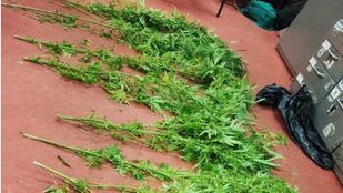 Localizadas varias plantas de marihuana en un piso de Latina