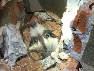 Rescatado un mapache atrapado en una cañería de Torres de la Alameda