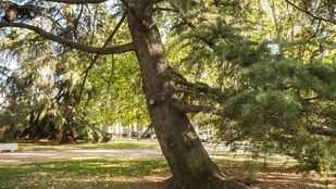 Las inclemencias ponen a prueba la conservación de los árboles de Madrid