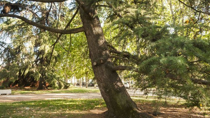 Árbol centenario en Madrid.