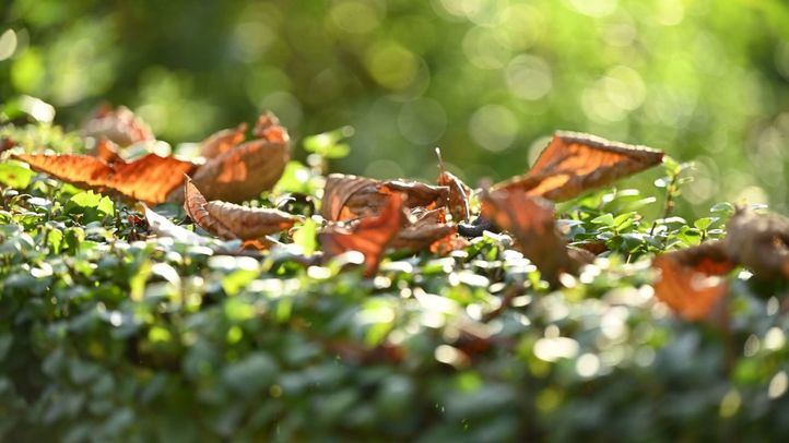 Caída de hojas en el Parque de El Retiro
