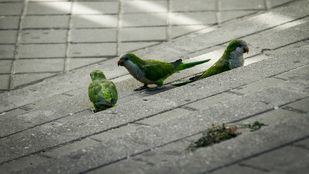 Cotorras argentinas: las vecinas más molestas de Coslada