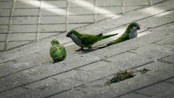 Cotorras comiendo del suelo.