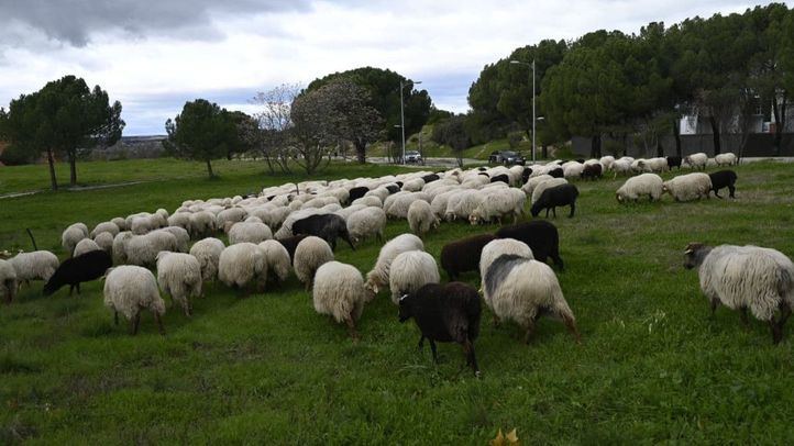 Las ovejas de la Sierra Norte regresan a la Casa de Campo atravesando la Ciudad Universitaria