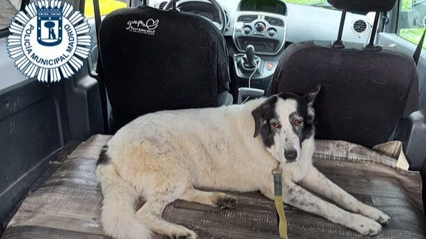 Sira, la perra rescatada en los túneles de la M-30