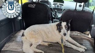 La Policía corta los túneles de la M-30 para recoger a una perra perdida