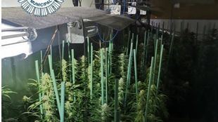 Detenido un joven que cultivaba 213 plantas de marihuana "para ganarse la vida"