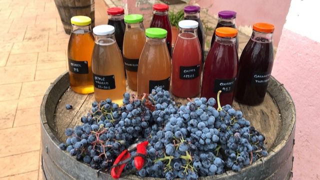 Producción de zumo de uva ecológico