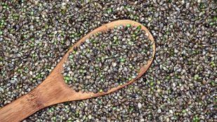 Diferencias entre elegir semillas a granel y semillas de banco