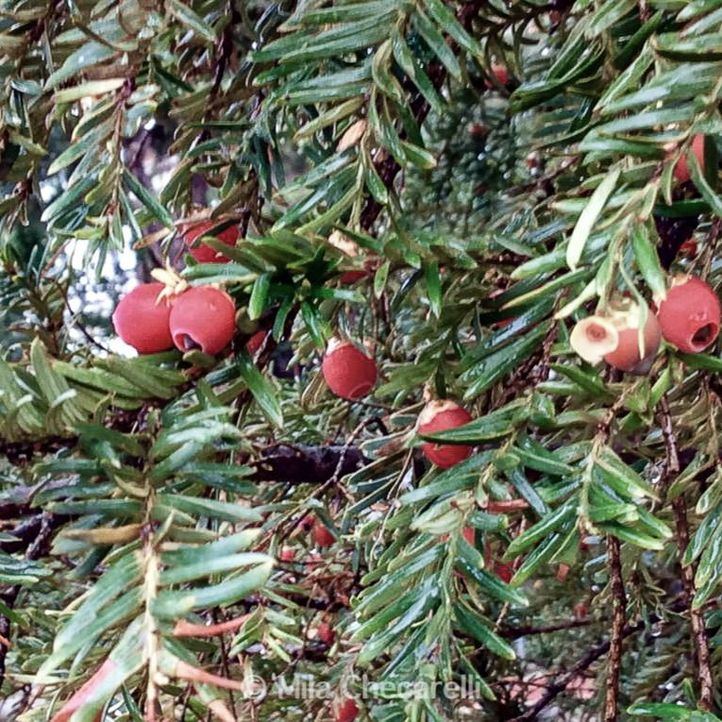 El tejo, árbol mítico por su longevidad