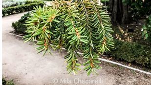 El tejo, árbol mítico por su longevidad