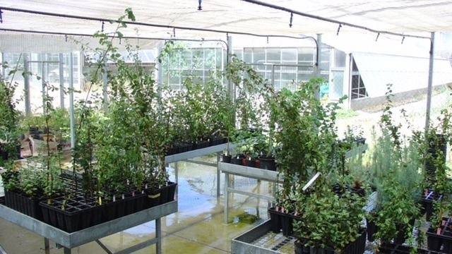 Cultivo de plantas de alcornoque