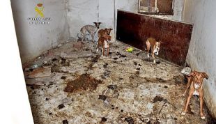 Encontrados en una finca 22 perros en estado "deplorable"