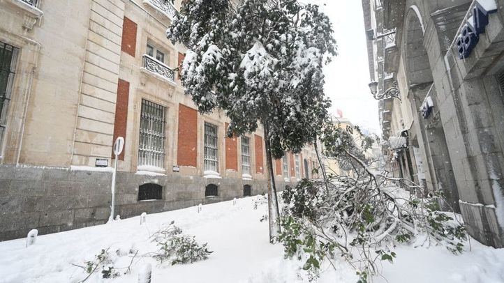 Un árbol cae en las inmediaciones de la Puerta del Sol ante la gran cantidad de nieve