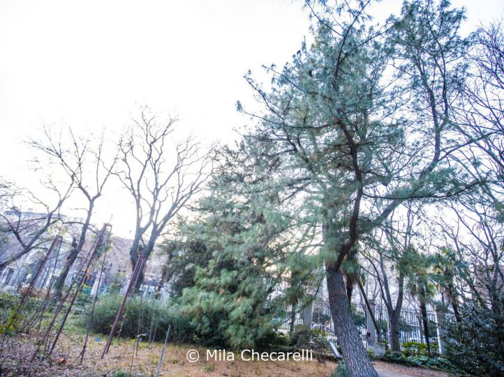 El pino Carrasco y el pino del Himalaya