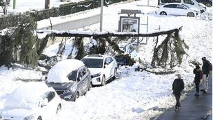 Filomena 'mutila' el arbolado del sur y sureste