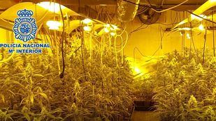 Desmanteladas dos instalaciones de cultivo rotativo de marihuana