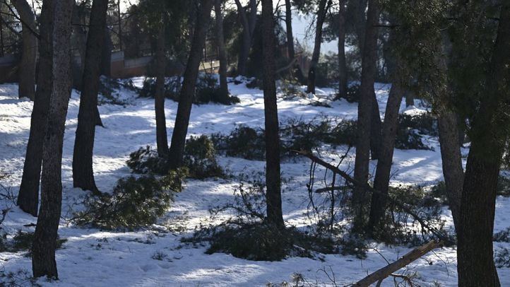 Madrid abordará en 50 días el arbolado afectado por el temporal