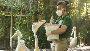 Faunia reabre hoy sus puertas tras Filomena