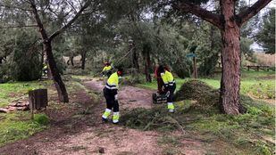 Arroyomolinos comienza el reacondicionamiento de los espacios naturales afectados por 'Filomena'