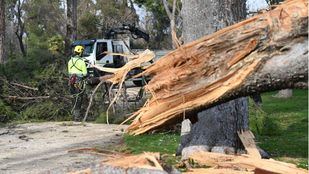Cibeles acuerda unánime un plan de reforestación global para recuperar el patrimonio verde