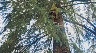 El cedro del Himalaya y la secuoya roja