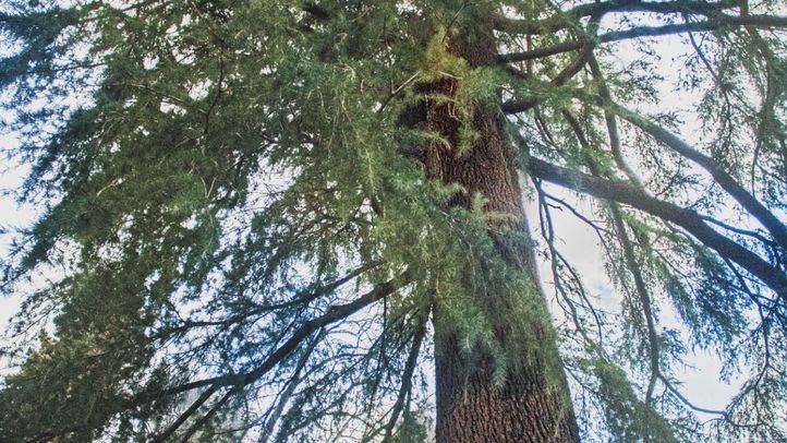 Cedro del Himalaya en el Jardín Botánico de Madrid.