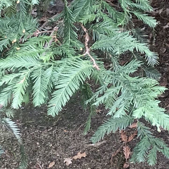 El cedro del Himalaya y la secuoya roja