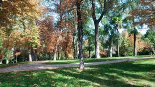 Madrid, reconocida por segundo año consecutivo como 'Ciudad arbórea del mundo'