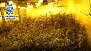 Desmanteladas por segunda vez dos plantaciones de marihuana en la Cañada