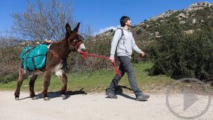 'Dejando Huella' promueve actividades para recuperar al burro