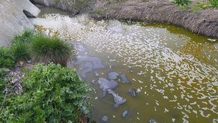 Preocupación en Perales del Río por las aguas turbias del arroyo de La Abulera