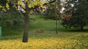 En libertad con cargos los 13 detenidos por presunto abuso a una menor