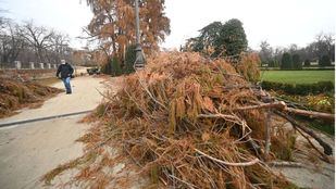 Ingenieros forestales, agrónomos y arquitectos conforman el Consejo Asesor del Arbolado para la capital