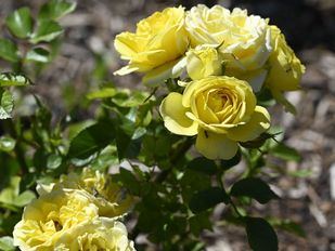 Las rosas de los Jardines de San Francisco dan color a La Latina