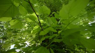 El tilo, el árbol singular medicinal del RJB