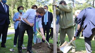 'Re-Planta Madrid', una campaña de crowdfunding para recuperar 10.000 árboles tras Filomena