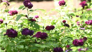 Las rosas ponen una nota de color en el Real Jardín Botánico
