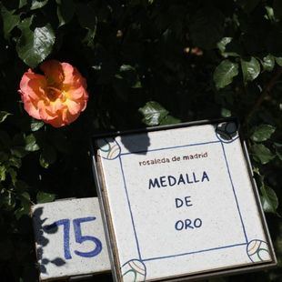 Pódium francés en el Concurso Internacional Rosa Villa de Madrid