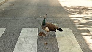 Del Campo del Moro a Lavapiés: aventura por Madrid de una hembra de pavo real
