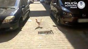 Rescatados 15 gallos de pelea y detenido su criador en un trastero de Usera