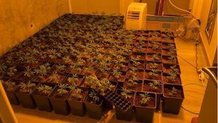 Policía local Parla se incauta de 150 plantas de marihuanas en un piso tras un aviso vecinal.