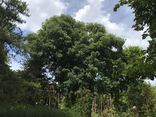 El almez, el multiusos árbol singular del RJB