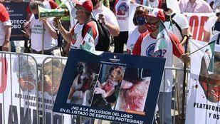 Los ganaderos se manifiestan contra la protección del lobo